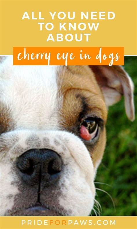 Cherry Eye In Dogs What You Should Know