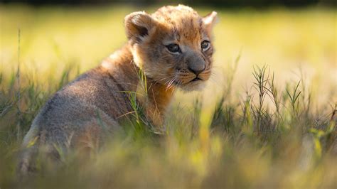 A Adorable African Lion Cub Born At Fort Worth Zoo
