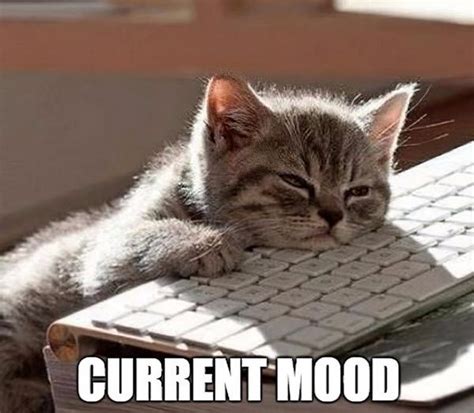 Sleepy Current Mood Meme Sleepy Meme Tired Funny Cat Memes