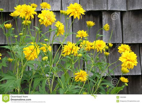 Yellow Perennial Yellow Perennials Long Blooming Perennials Flowers