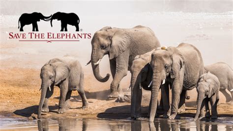 Save The Elephants Explorers Against Extinction