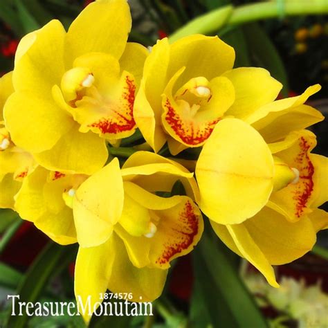 Online Best Choice Cymbidium Orchid Seeds Bonsai Flower Seeds Diy Potted Garden Home Orchid