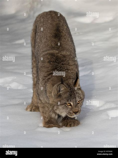 Canada Lynx Kitten High Resolution Stock Photography And Images Alamy