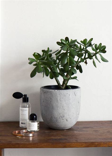 32 Office Plants Youll Want To Adopt Indoor Plants Jade Tree Plants