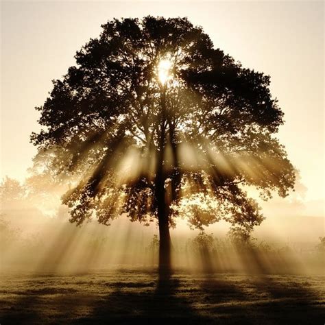 Tree With Sunlight Coming Through Unpme