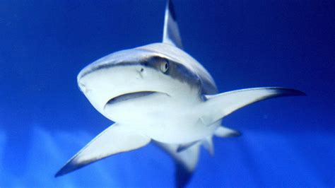 2 Men Injured In Florida Shark Attacks This Weekend