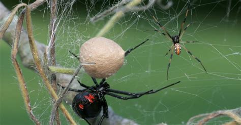 5 Of The Biggest Spiders In Kentucky A Z Animals