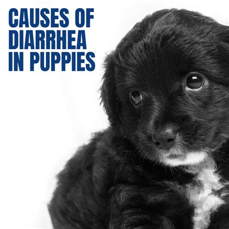 What Causes Diarrhea In Puppies Pethelpful