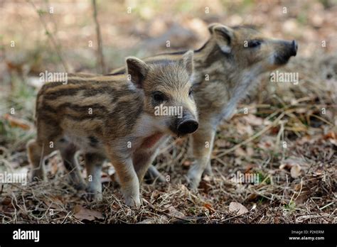 Wild Boar Piglets In The Forest Spring Sus Scrofa Stock Photo Alamy