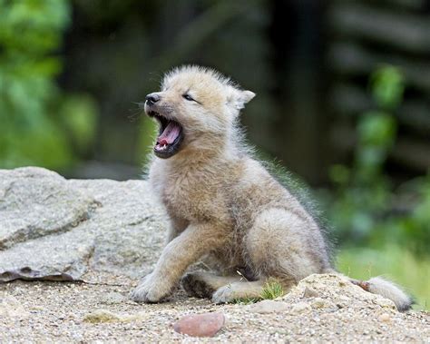 Yawning Arctic Wolf Pup Wolf Pup Arctic Wolf Wolf Husky