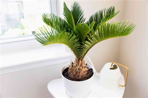 8 Types Of Palm Plants To Grow Indoors