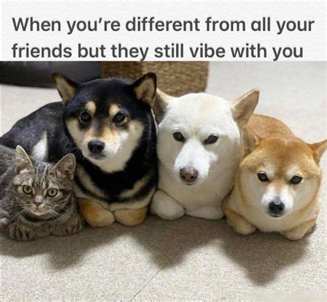 The 50 Amazing Best Clean And Wholesome Memes 50 Best