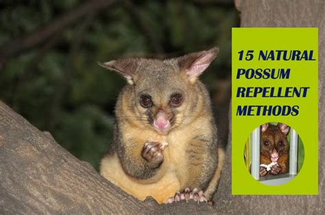 How To Get Rid Of Possum 15 Natural Possum Repellent Methods