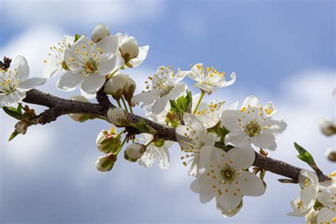 Prunus Cerasifera Blooming White Plum Tree White Flowers Of Prunus