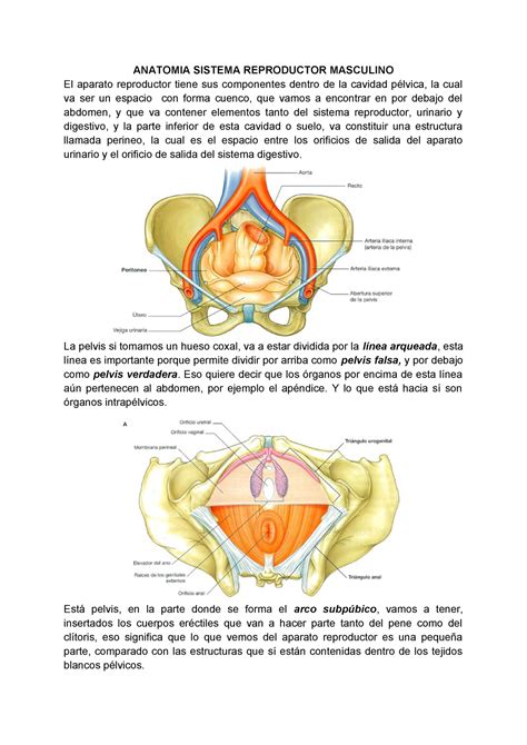 Anatomia Sistema Reproductor Masculino Anatomia Sistema Reproductor