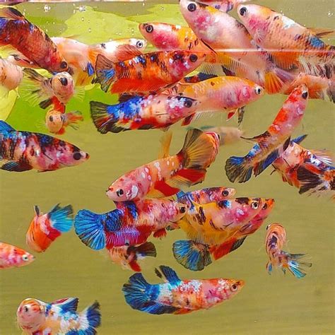 However, it's their color that is the most striking characteristic. Knowing All Types Of Betta Fish - By Tail, Pattern And ...