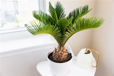 How To Grow And Care For Sago Palms Palm Plant Indoor Palm Trees