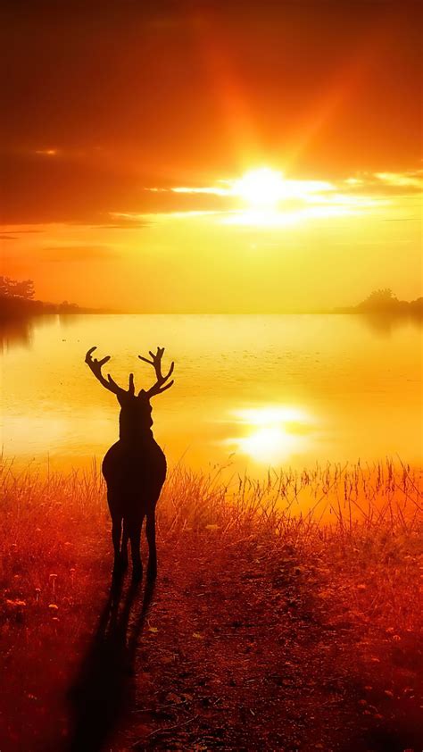 Silhouette Reindeer Standing In Front Of Lake During Sunset Time 4k Hd