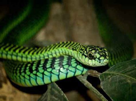 World Most Dangerous Snakes Top 5 Most Venomous Snakes In