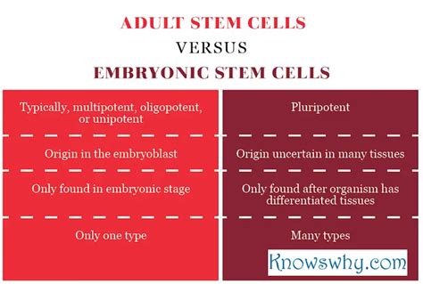 Similarities Between Adult And Embryonic Stem Cells