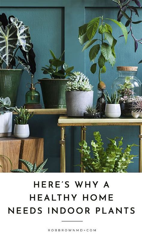 Indoor Plants Are Key To A Healthy Home Heres Why Indoor Plants