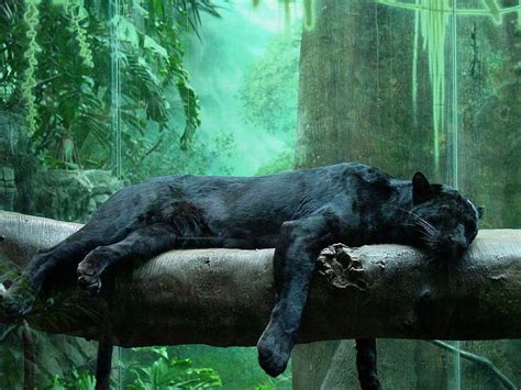 Black panthers are just black jaguars or leopards with melanistic traits. Animal Photo: Panther/Black Leopard