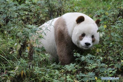 Voici Qizai Un Très Rare Panda Géant Brun Qui Vit En Chine