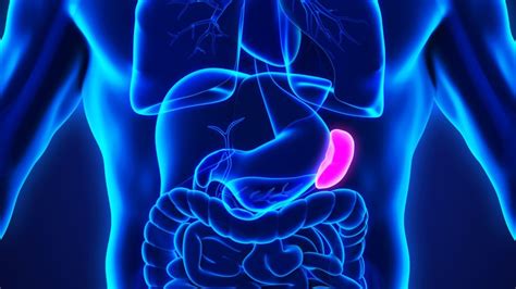 The Spleen All You Need To Know From How It Works To The Best Ways To
