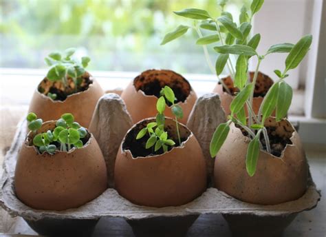 How To Egg Shell Planters In 2020 Egg Shell Planters Egg Shells