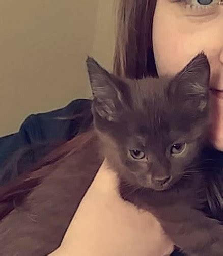 A study of over 1,200 domestic cats suggests calico and tortoiseshell coat colors are associated with more aggressiveness toward humans. Cat Coat Colors And Patterns | TheCatSite
