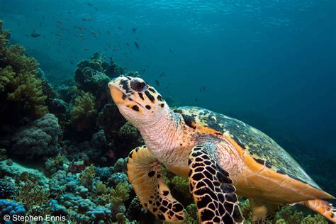 The Hawksbill Turtle Sea Turtle Species Turtle Underwater Photography