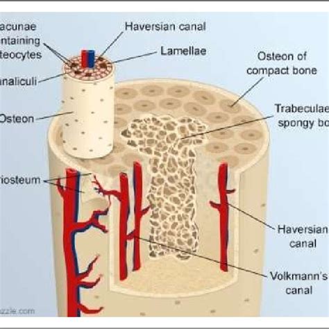 Cross Section Of A Bone Cells Are The Basic Entities That Keep The