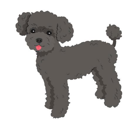 Toypoodlepuppy Illustrations Royalty Free Vector Graphics And Clip Art