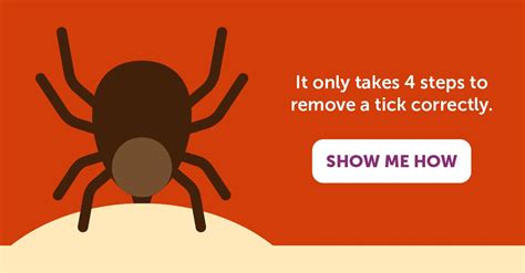 It Only Takes 4 Steps To Remove A Tick Correctly Infographic Health