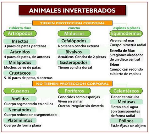 Cuadro Comparativo De Animales Invertebrados Y Vertebrados Kulturaupice