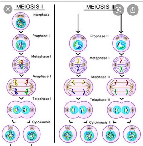 Solved Meiosis Interphase Meiosis Prophase Prophase Ii Metaphase