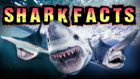 Mako Shark Facts For Kids Kids Matttroy