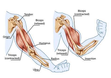 Upper Arm Tendon Anatomy