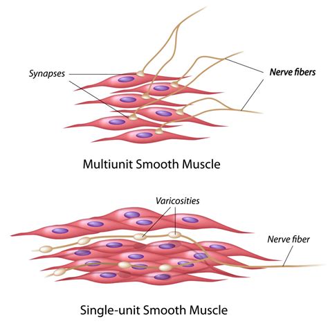The Muscular System How We Move Around Interactive Biology With