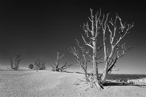 Glenn Nagel Photography Bare Trees