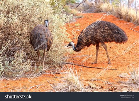 Couple Of Emus In Red Desert Near Uluru Ayers Rock Australian Outback