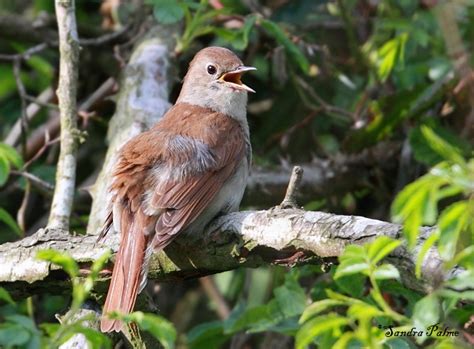 Singing Nightingales Bird Photos By Sandra Palme