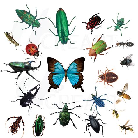 Watercolor Insects And Bugs Clipart Pack Vectors For Commercial Or