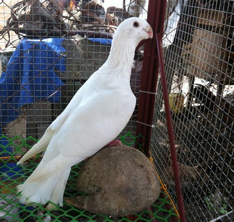 German Beauty Davao Pigeons Atbp