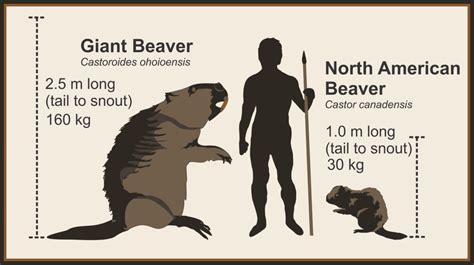 On The Deep Roots Of Beaver And Human Relationships In Alberta