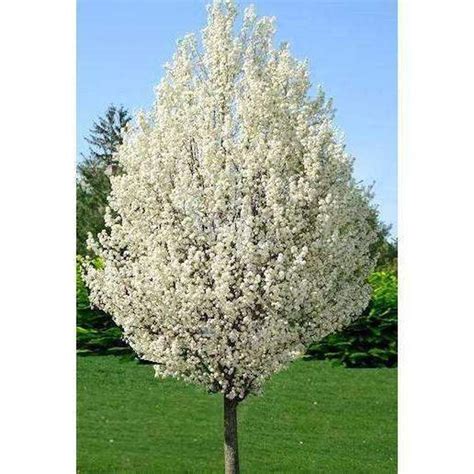Cleveland Select And Bradford Pear Tree Bradford Pear Tree Flowering