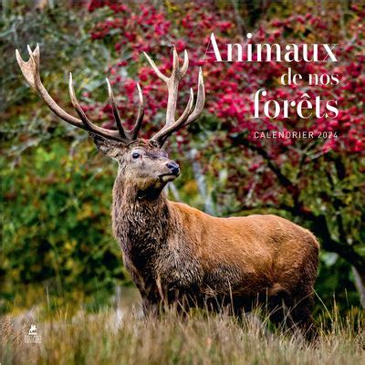 Calendrier Animaux De Nos Forets 2024 Dernier Livre De Collectif