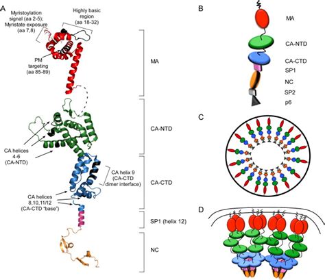 Models For The Structure Of HIV 1 Gag Domains And The Architecture Of