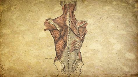 3d Anatomy Wallpapers Top Free 3d Anatomy Backgrounds Wallpaperaccess