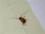 Images of Baby German Cockroach